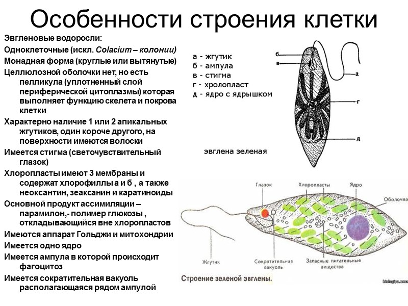 Особенности строения клетки Эвгленовые водоросли: Одноклеточные (искл. Colacium – колонии)  Монадная форма (круглые